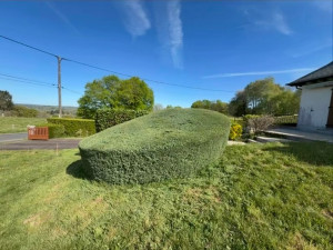 Photo de galerie - Taille en forme d’un massif de juniperus
