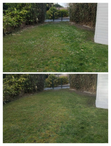 Photo de galerie - Entretien courant tonte et débroussaillage 