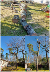 Photo de galerie - Abattage d’un chêne 