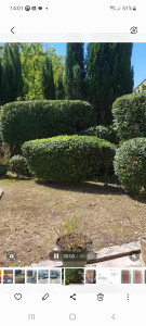 Photo de galerie - Taille de buisson et de haie 