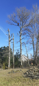 Photo de galerie - Elagage et coupe d'arbres