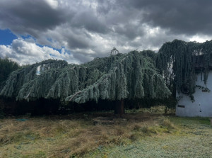 Photo de galerie - Taille d’un cèdre pleureur /2