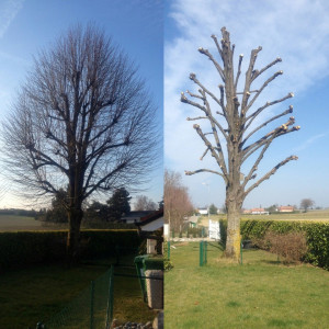 Photo de galerie - Élagage arbres avant et après en tout sécurité