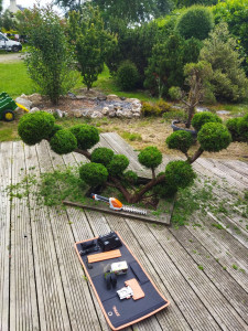 Photo de galerie - Taille d'un juniperus 