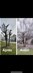 Photo de galerie - élagage d’arbres 