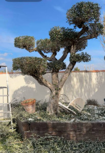 Photo de galerie - Apres Olivier Forme Banzai