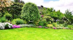 Photo de galerie - Tonte de pelouse - Débroussaillage