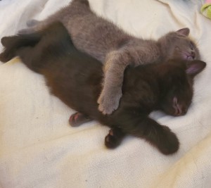 Photo de galerie - Deux petits chatons que nous avons gardé 1 semaine.
