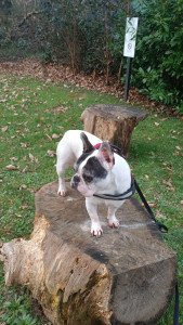 Photo de galerie - Balade d'une petite louloute