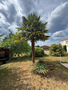 Photo de galerie - Elagage et coupe d'arbres