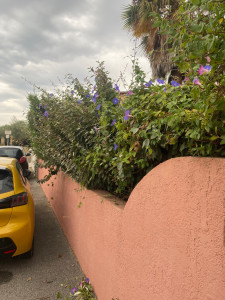 Photo de galerie - Taille de haies et d'arbustes