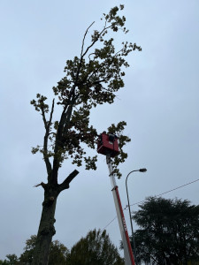 Photo de galerie - Elagage et coupe d'arbres