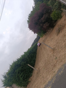 Photo de galerie - Taille de haies et d'arbustes