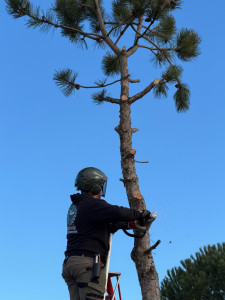 Photo de galerie - Elagage et coupe d'arbres
