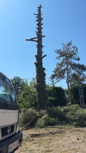 Photo de galerie - Elagage et coupe d'arbres
