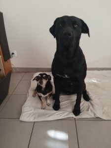 Photo de galerie - Je serais heureuse de m'occuper de vos animaux chien,chat ect 