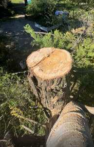 Photo de galerie - Elagage et coupe d'arbres