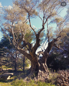 Photo de galerie - Elagage et coupe d'arbres