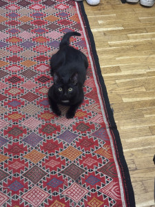 Photo de galerie - Garde d’animaux 