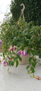 Photo de galerie - Vente de végétaux 