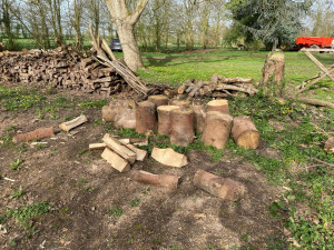 Photo de galerie - Abattage et débitage d’arbre.