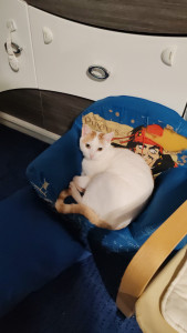 Photo de galerie - Garde chat