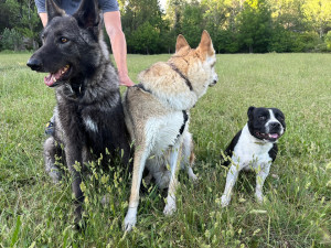 Photo de galerie - Je suis disponible pour sortir, ou gardez vos chiens à mon domicile. Je peux également venir nourrir vos chats