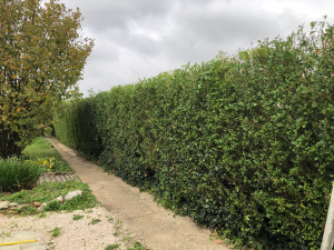 Photo de galerie - Taille chez une cliente qui n’est pas venue de, allo voisin à Ouville la branche