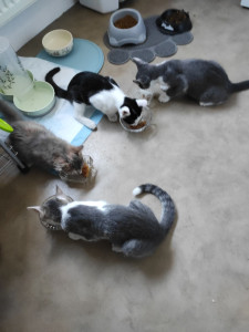 Photo de galerie - Garde de chats a domicile 
