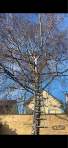 Photo de galerie - Voici la taille d’un Arbre