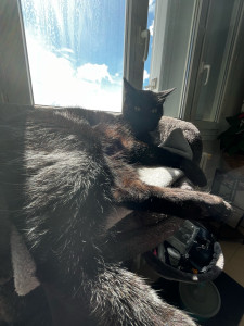 Photo de galerie - Autre garde de chat sur 3 semaine! 