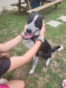 Photo de galerie - Garde chien