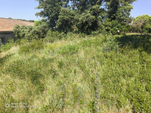 Photo de galerie - Tonte de pelouse - Débroussaillage