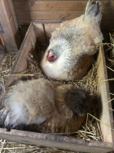 Photo de galerie - Garde animaux