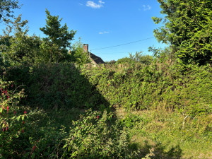 Photo de galerie - Taille de haies et d'arbustes