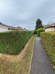 Photo de galerie - Taille de haie 