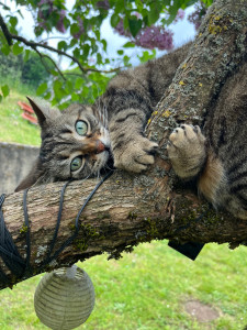 Photo de galerie - Mon chat qui habite ici