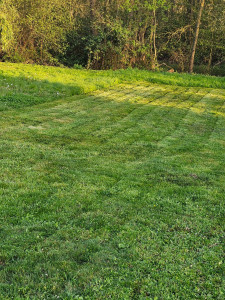 Photo de galerie - Tonte de pelouse - Débroussaillage
