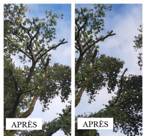 Photo de galerie - Elagage et coupe d'arbres