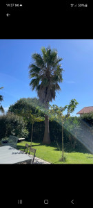 Photo de galerie - Taille palmier