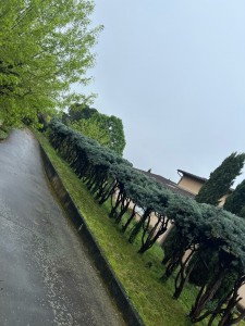 Photo de galerie - Elagage et coupe d'arbres