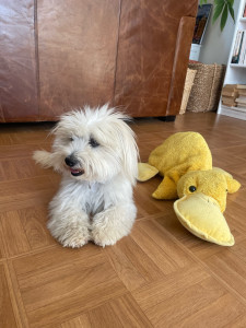 Photo de galerie - Plume