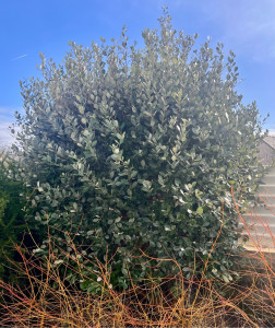 Photo de galerie - Goyavier du Brésil avant