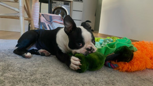 Photo de galerie - Garde chien
