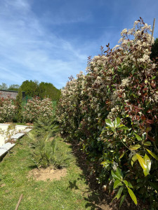 Photo de galerie - Paysagiste - Aménagement du jardin