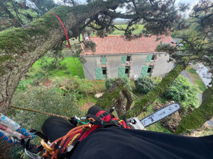 Photo de galerie - Elaguage en toute sécurité avec les techniques de grimpe et de coupe école. 