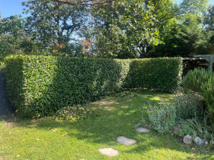 Photo de galerie - Haie