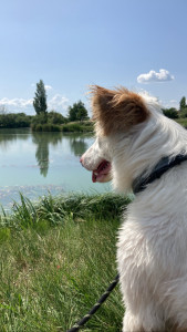 Photo de galerie - Garde chien
