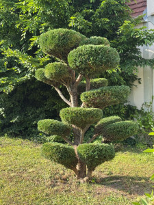 Photo de galerie - La taille avec précision a la cisaille mon domaine préféré ou presque!