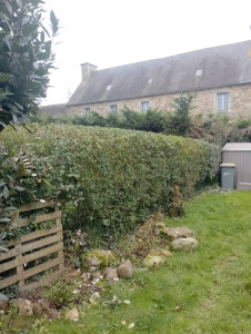 Photo de galerie - Taille de haies et d'arbustes